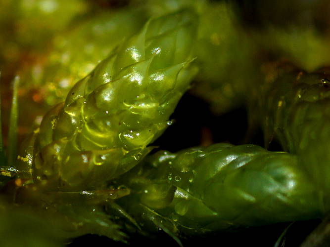 Fern Moss (Hypnum cupressiforme ssp cupressiforme)