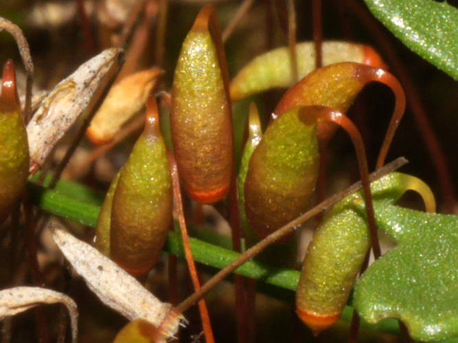 Clear Green Moss (Rosulabryum billardieri)