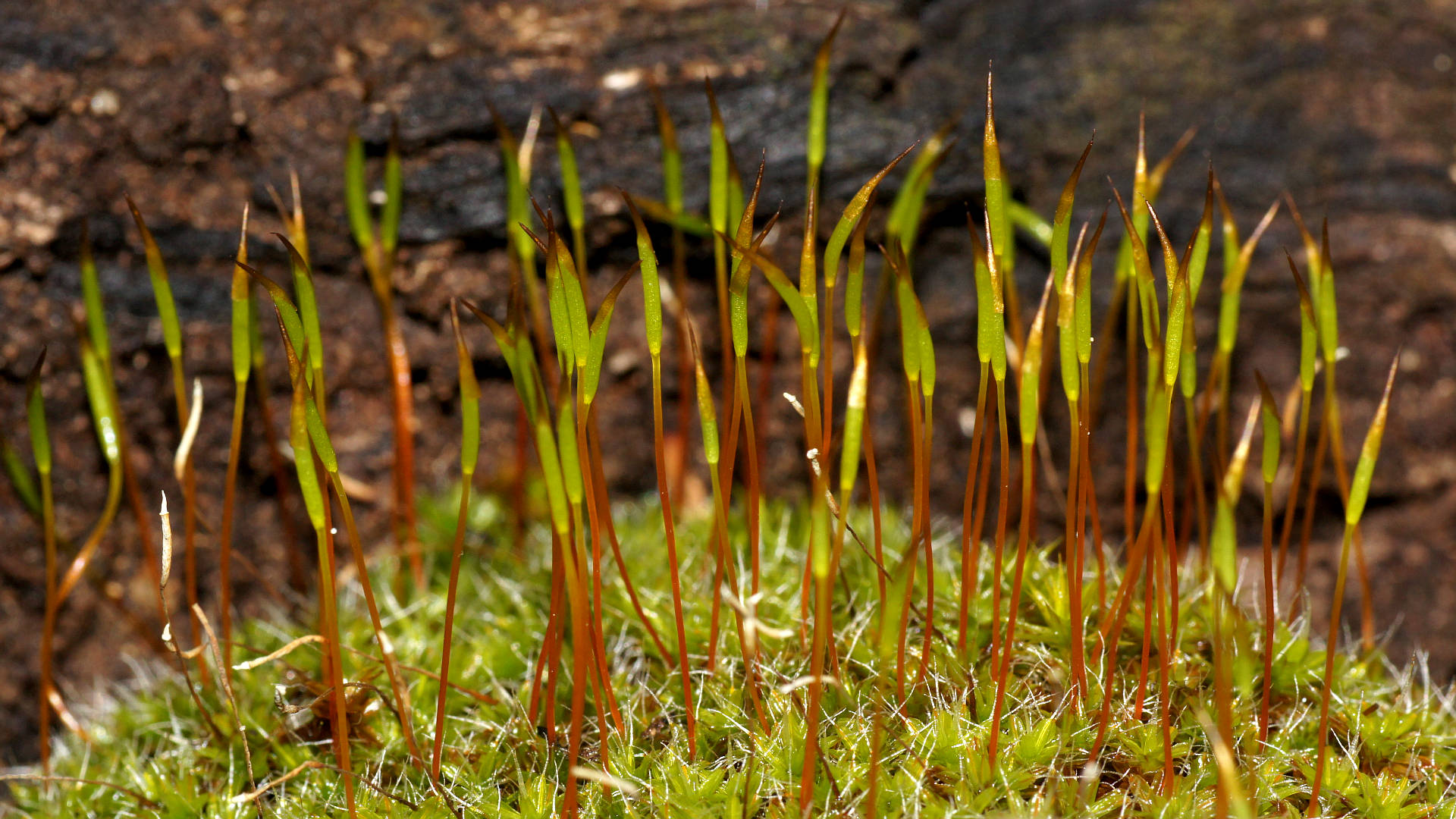 Bristly Screw-moss (Syntrichia antarctica)