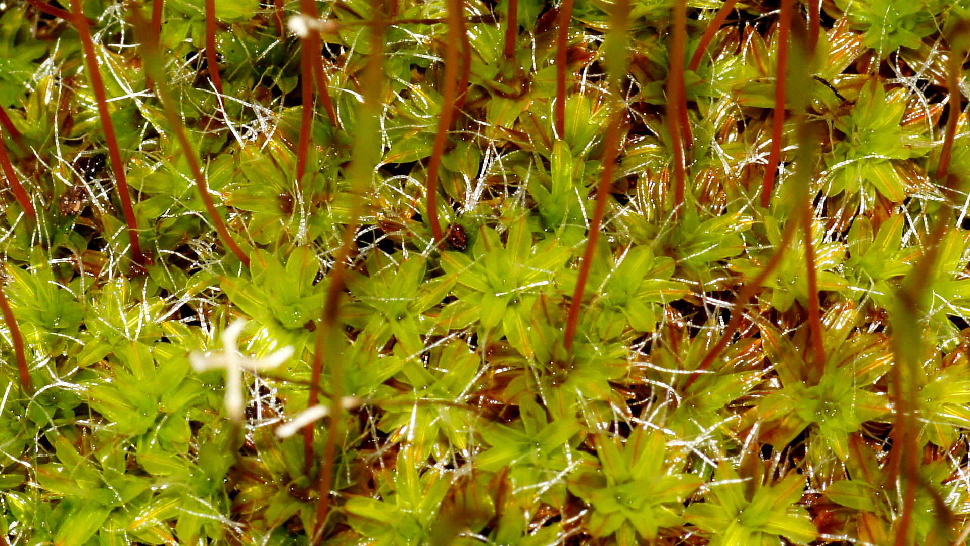 Bristly Screw-moss (Syntrichia antarctica)