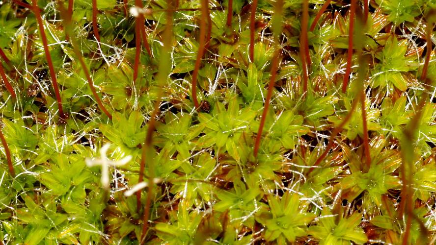 Reddish-leaved Moss (Syntrichia antarctica)