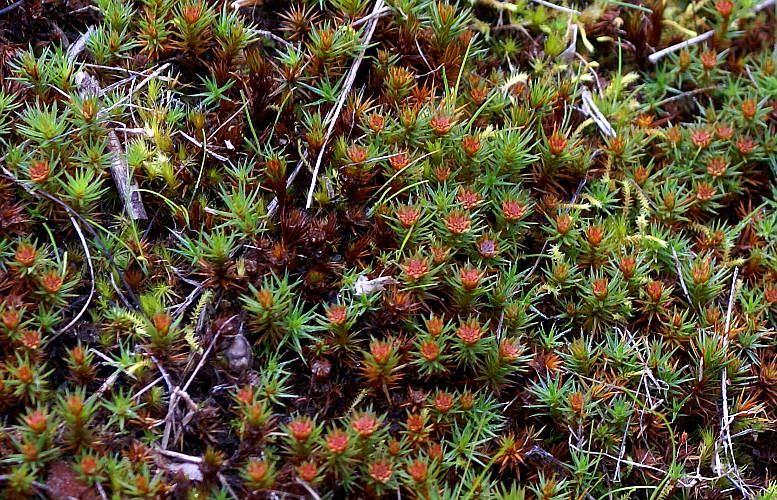 Juniper Moss (Polytrichum juniperinum)
