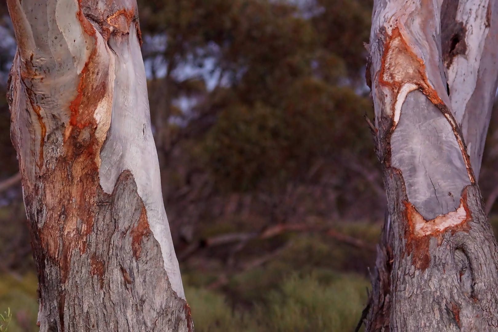 Red Mallee (Eucalyptus oleosa)