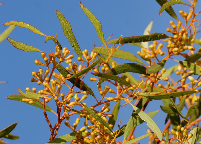 Yorrell (Eucalyptus gracilis)