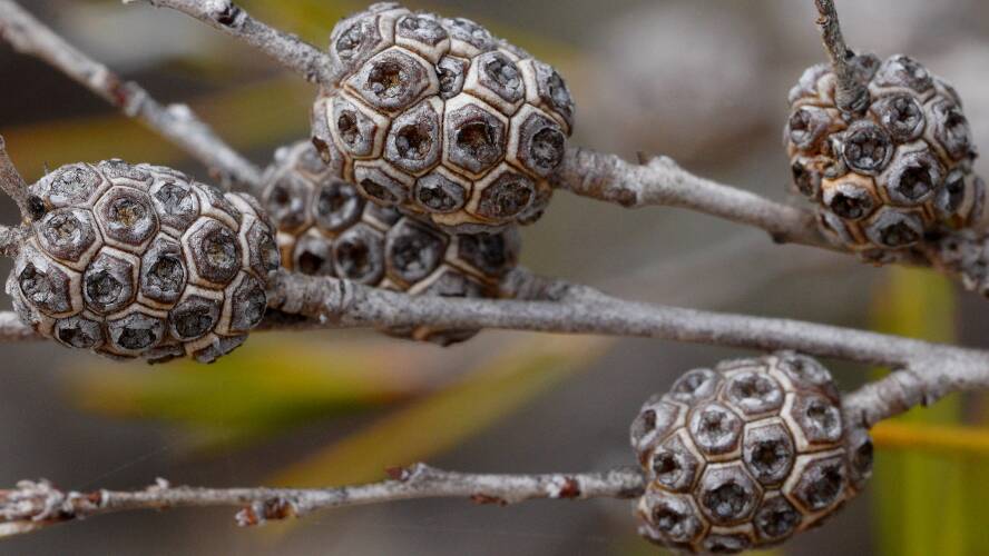 Broom Honey-myrtle (Melaleuca uncinata)