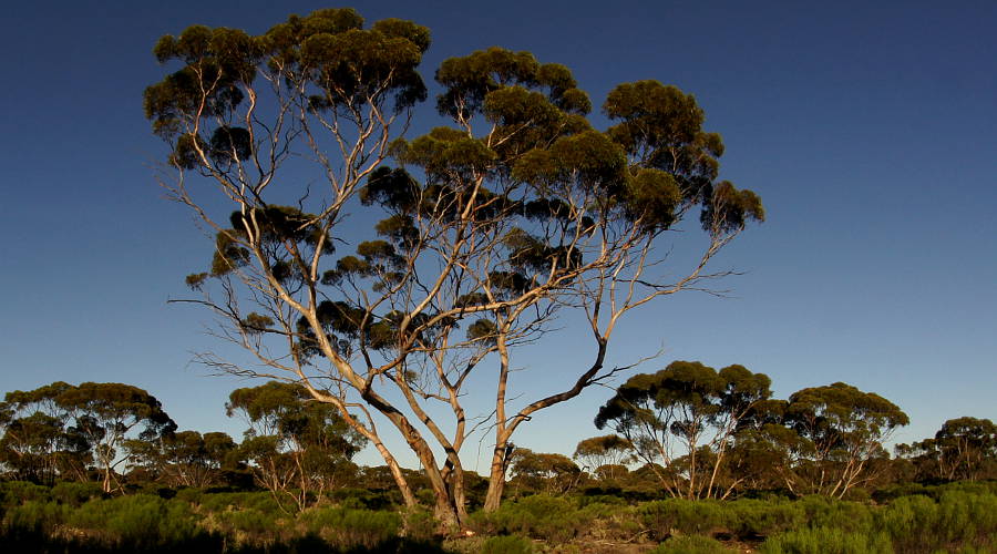 Red Mallee (Eucalyptus oleosa)