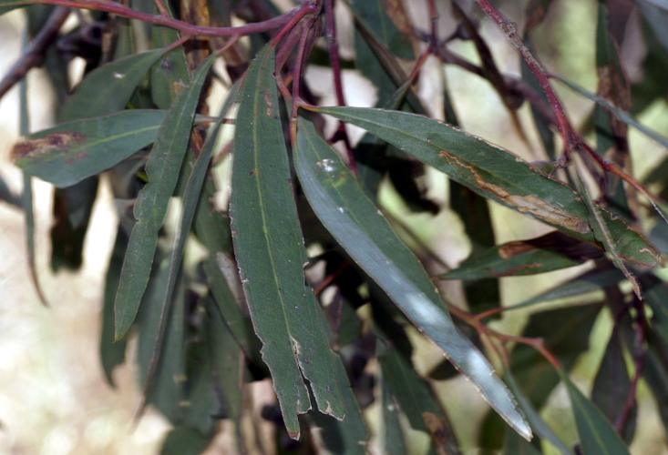 Peppermint Box (Eucalyptus odorata)