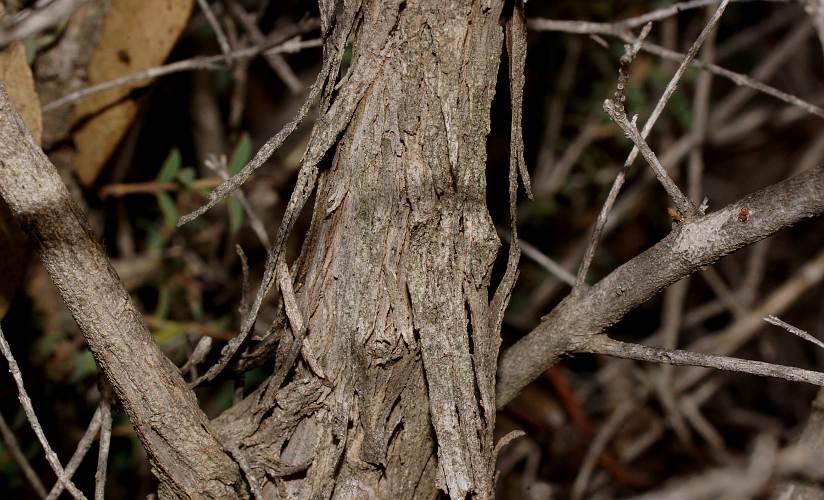 Mallee Honey-myrtle (Melaleuca acuminata ssp acuminata)