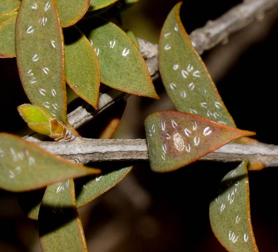 Mallee Honey-myrtle (Melaleuca acuminata ssp acuminata)