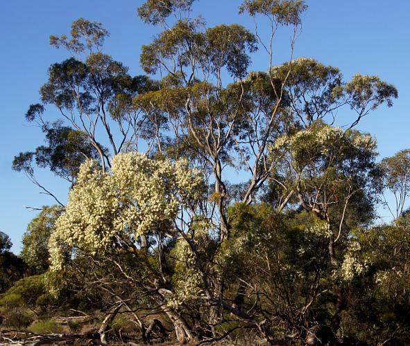 Narrow-leaf Red Mallee (Eucalyptus leptophylla)