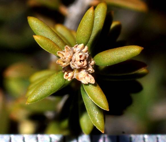 Dryland Tea-tree (Melaleuca lanceolata)