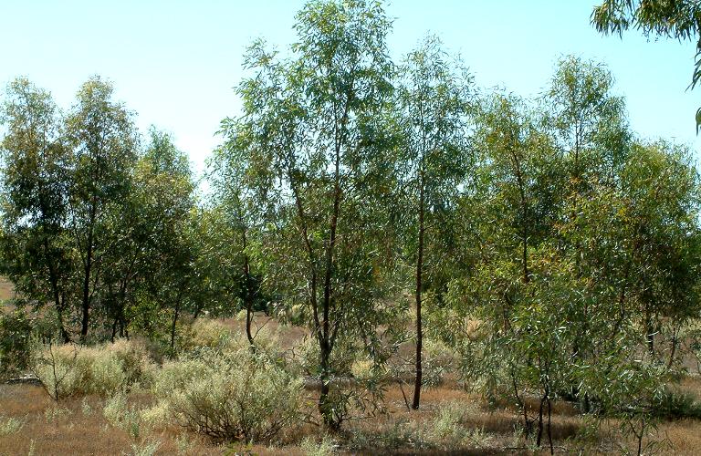 River Box (Eucalyptus largiflorens)
