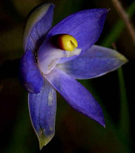 Plum Sun-orchid (Thelymitra cf inflata)