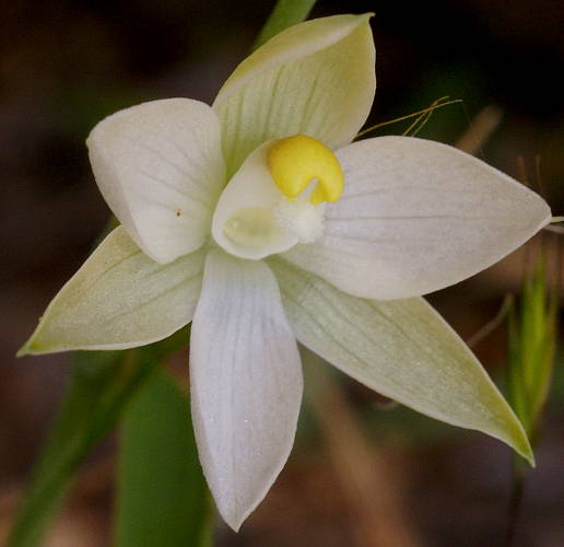 Small White Sun-orchid (Thelymitra albiflora)