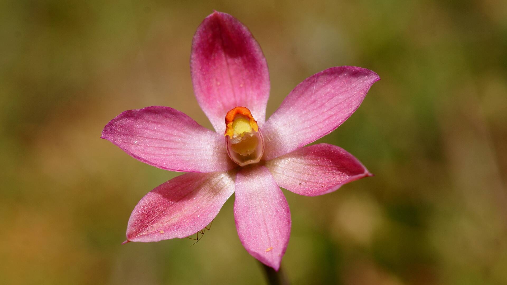 Salmon Sun-orchid (Thelymitra rubra)