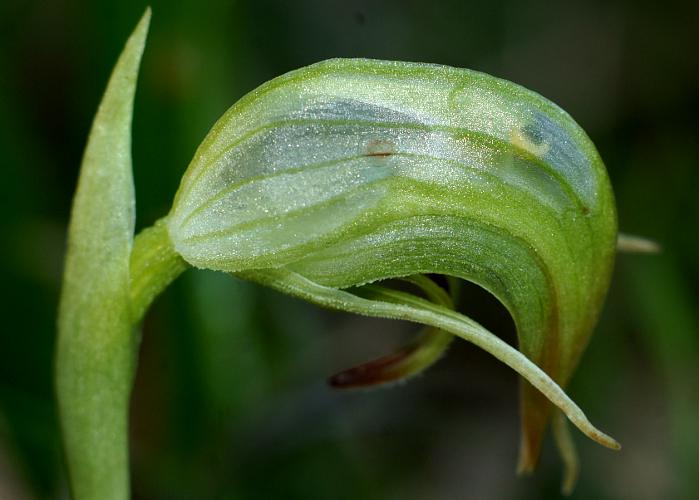 Nodding Greenhood (Pterostylis nutans)