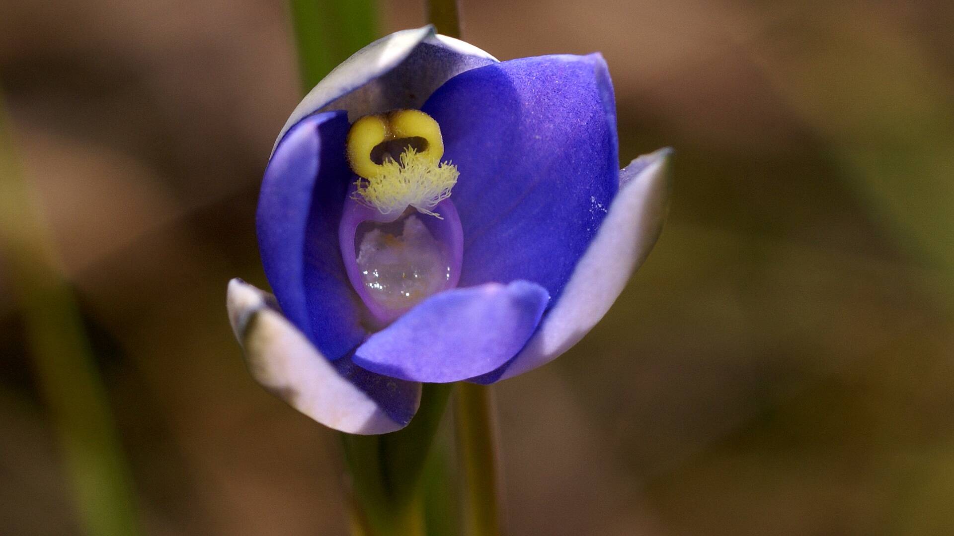 Plum Sun-orchid (Thelymitra cf inflata)