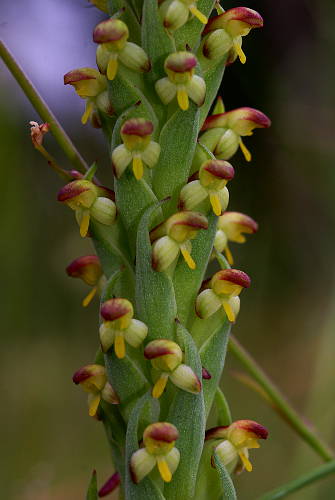 African Orchid (Disa bracteata)