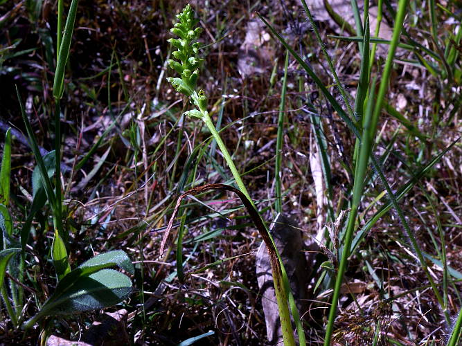 Onion-orchid (Microtis cf uniflora)