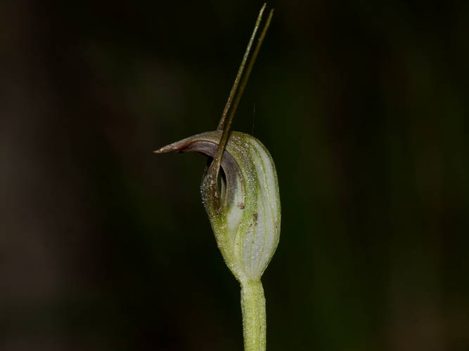 Maroon-hood Orchid (Pterostylis pedunculata)