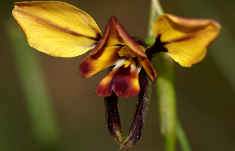 Wallflower Donkey-orchid (Diuris orientis)