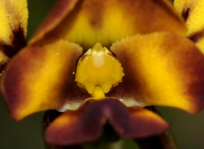 Wallflower Donkey-orchid (Diuris orientis)
