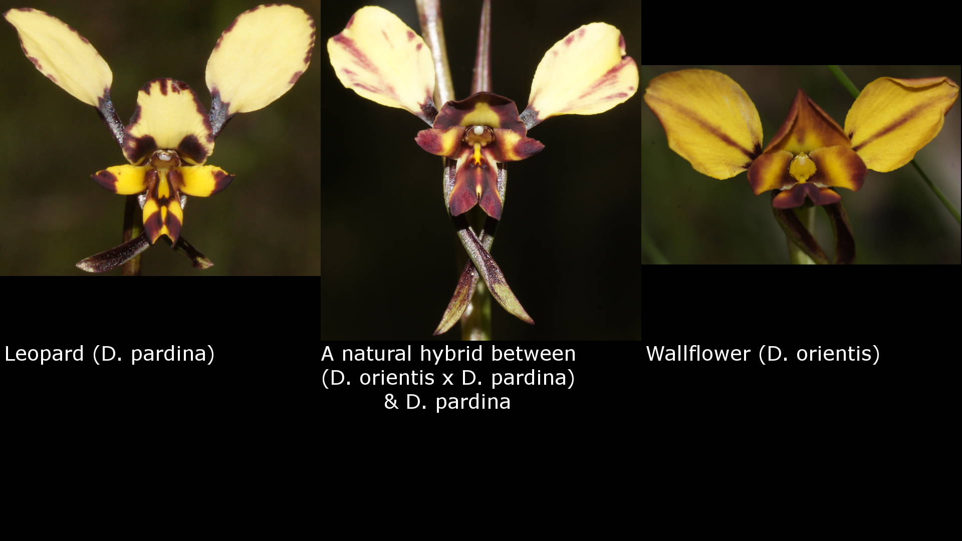 Bullard Donkey-orchid (Diuris orientis x pardina)