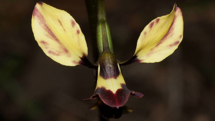 Bullard Donkey-orchid (Diuris orientis x pardina)