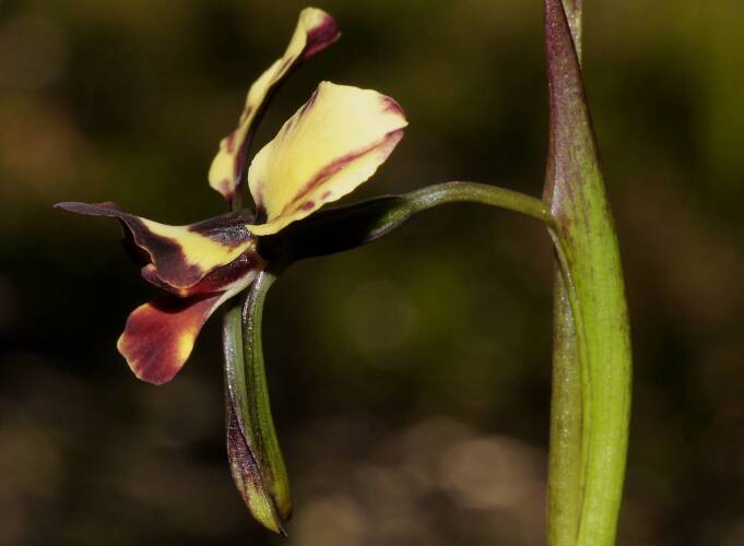 Bullard Donkey-orchid (Diuris orientis x pardina)