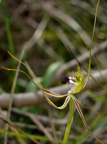 King Spider Orchid (Arachnorchis tentaculata)