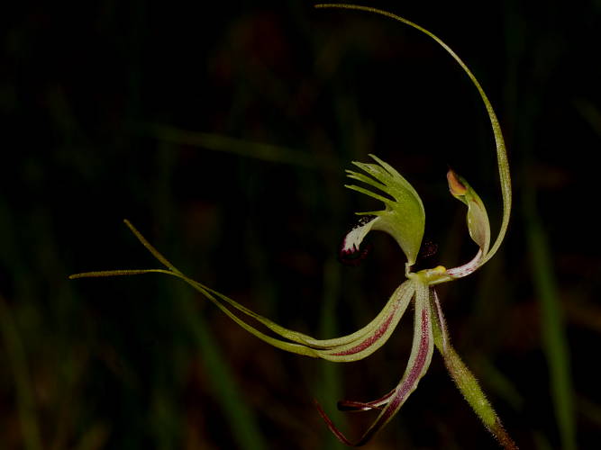 King Spider Orchid (Arachnorchis tentaculata)