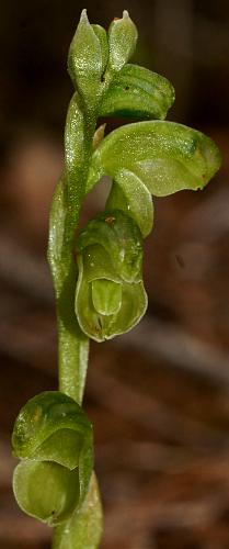 Midget Greenhood Orchid (Pterostylis mutica)