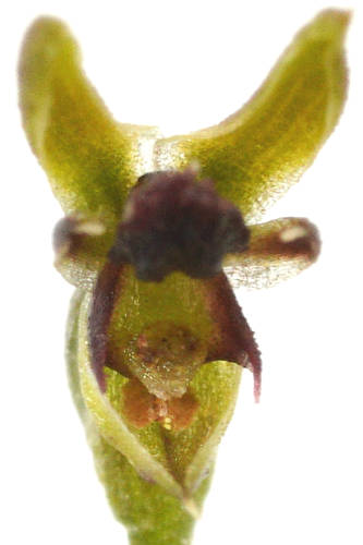 Mallee Midge Orchid (Genoplesium nigricans)