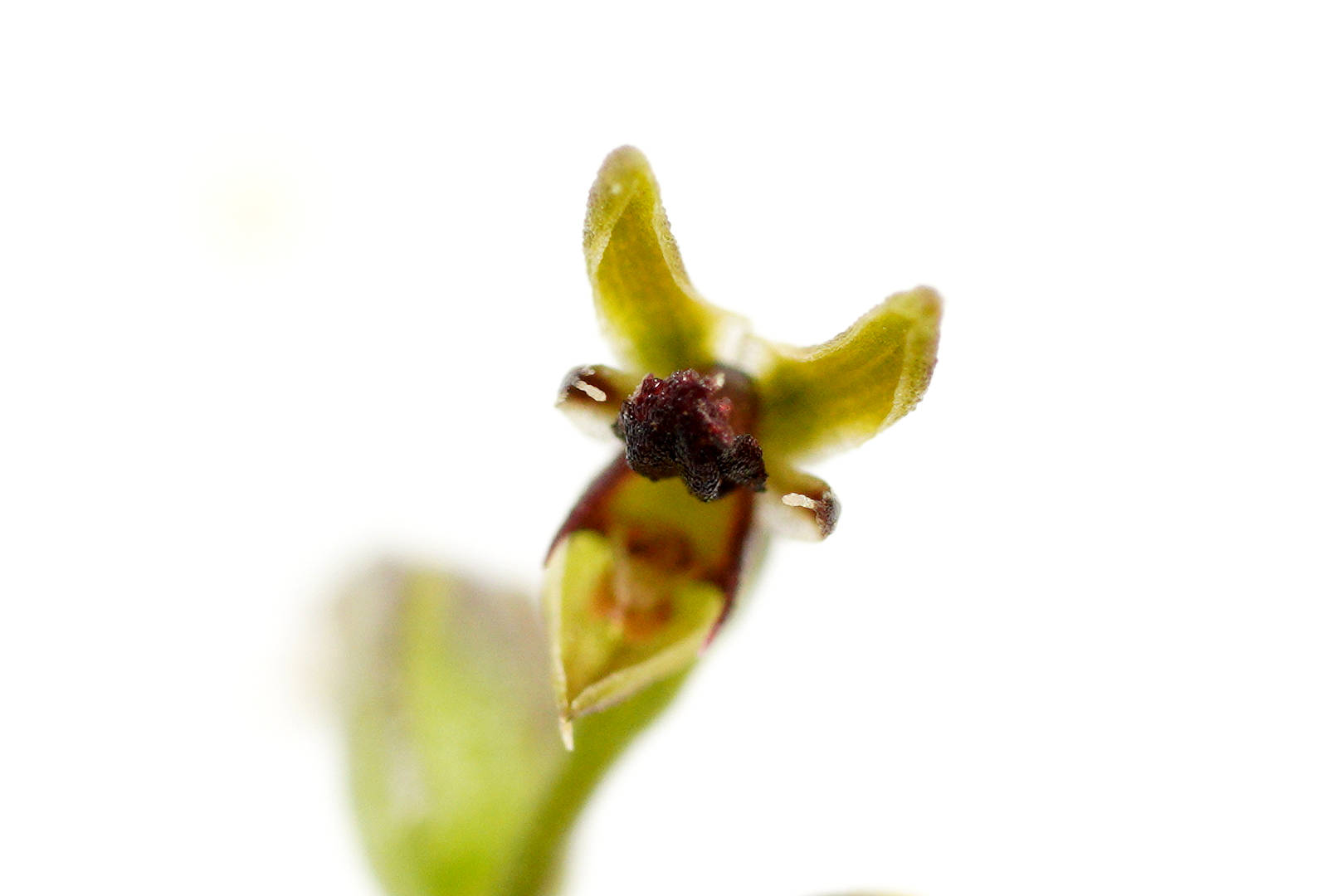 Mallee Midge Orchid (Genoplesium nigricans)