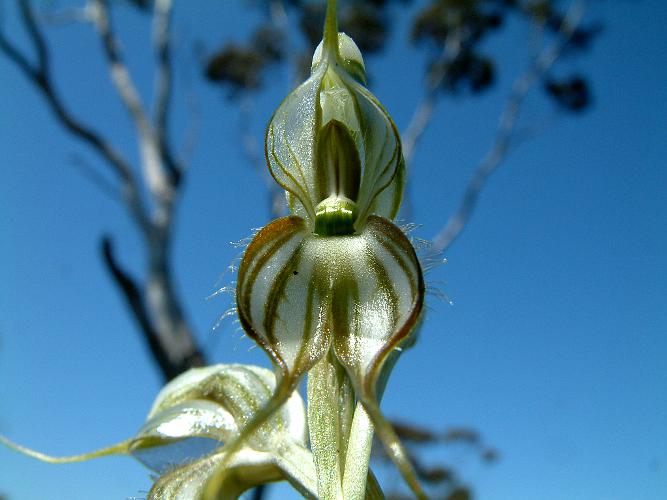 Two-bristle Greenhood Orchid (Pterostylis biseta)