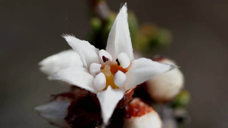 Mallee Cryptandra (Cryptandra magniflora)