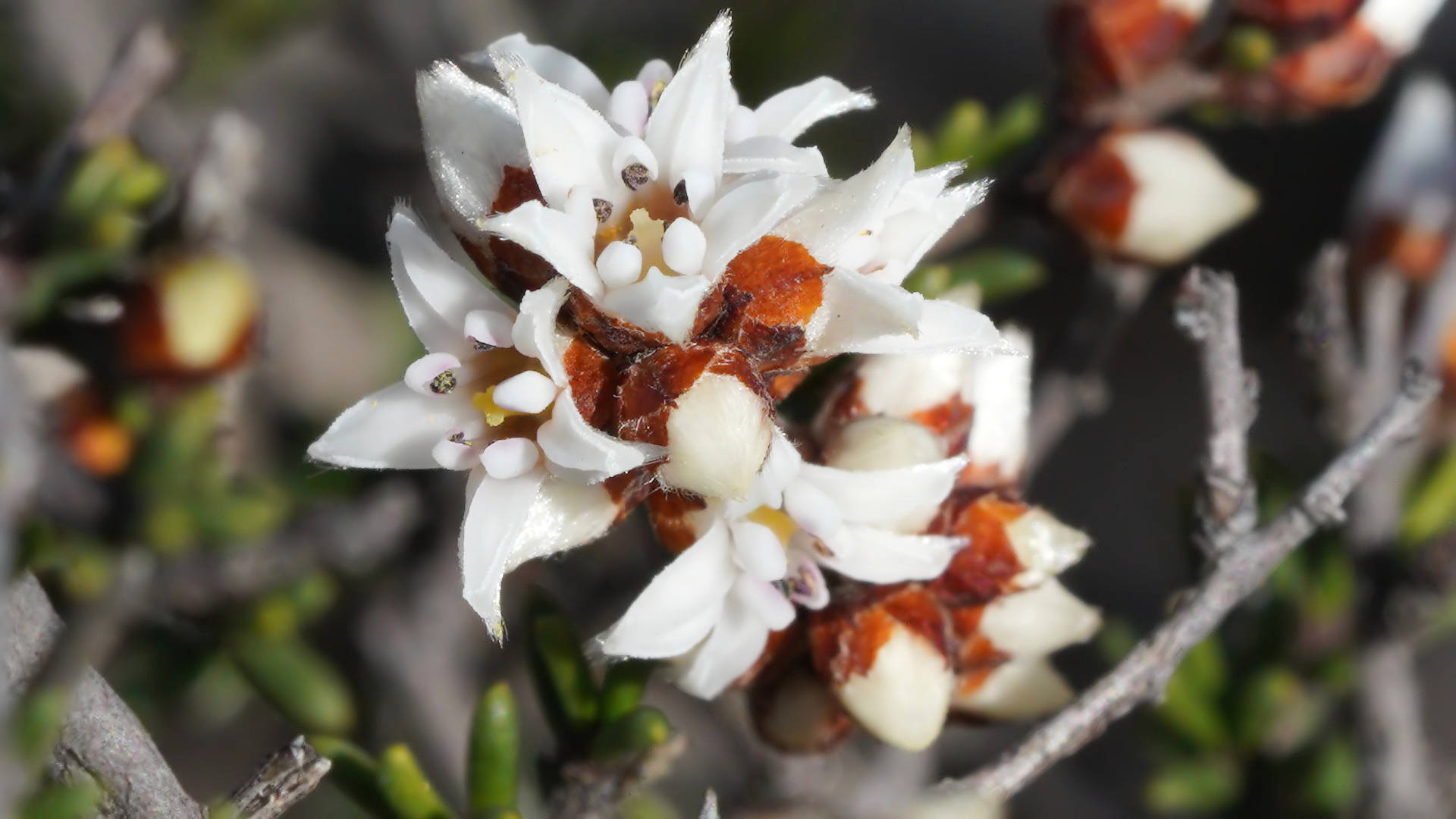 Mallee Cryptandra (Cryptandra magniflora)