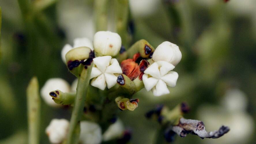 White Sour-bush (Choretrum glomeratum)