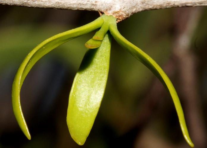 Harlequin Mistletoe (Lysiana exocarpi ssp exocarpi)