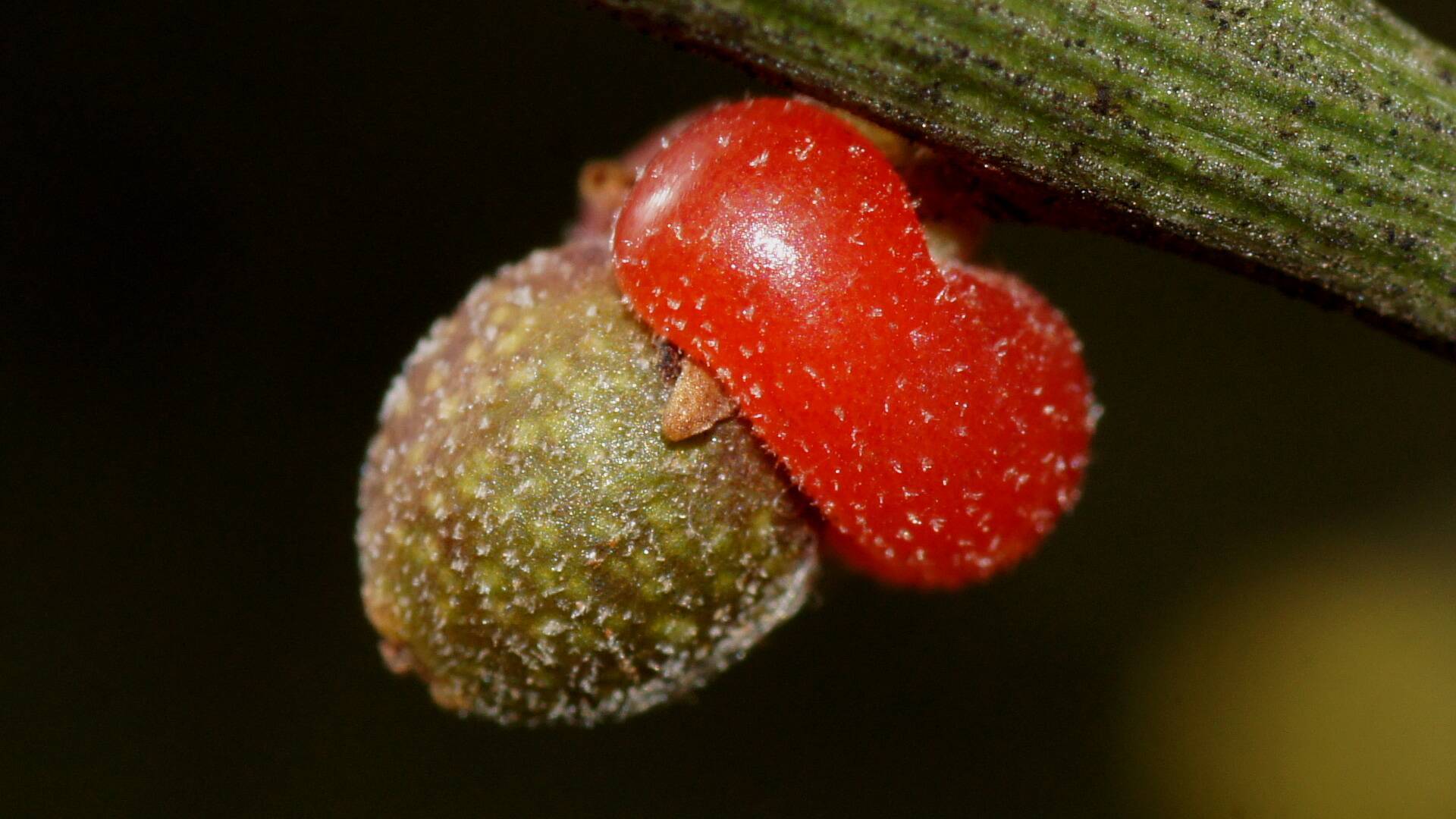 Leafless Cherry (Exocarpos aphyllus)