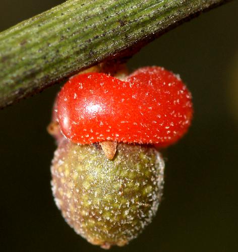 Leafless Cherry (Exocarpos aphyllus)
