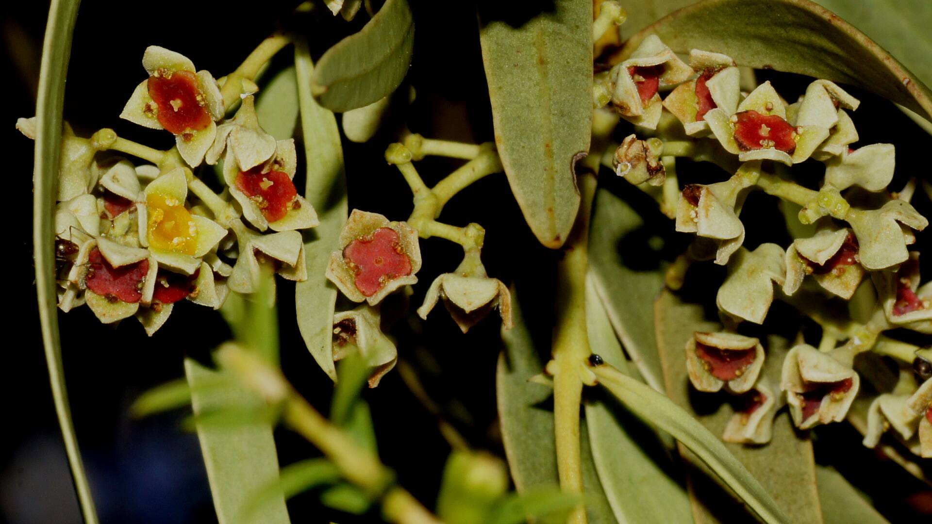 Sweet Quandong (Santalum acuminatum)