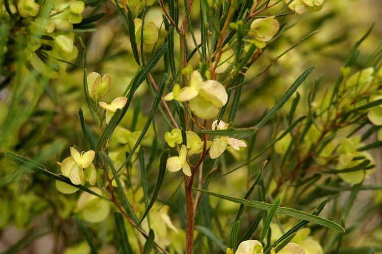 Narrow-leaf Hop-bush (Dodonaea viscosa ssp angustissima)