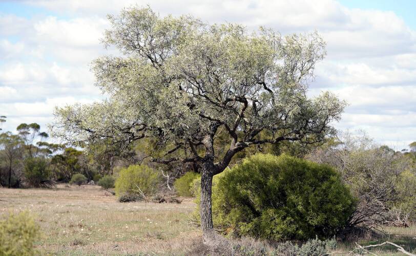 Bullock Bush (Alectryon oleifolius ssp canescens)