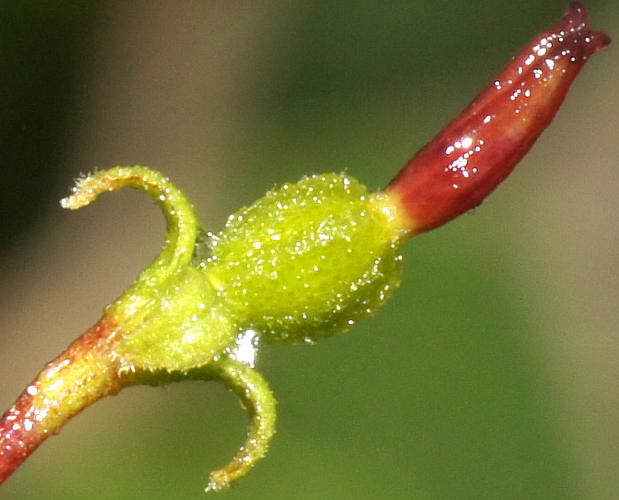 Wedge-leaf Hop-bush (Dodonaea viscosa ssp cuneata)