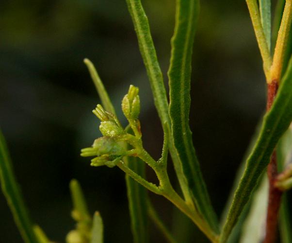 Narrow-leaf Hop-bush (Dodonaea viscosa ssp angustissima)