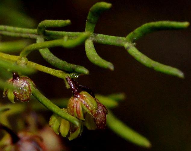 Desert Hop-bush (Dodonaea stenozyga)