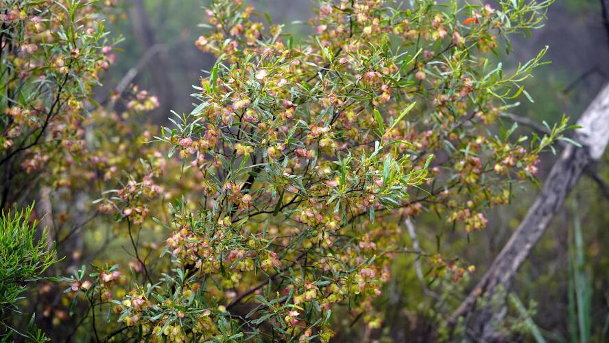 Sticky Hop-bush (Dodonaea viscosa ssp spatulata)