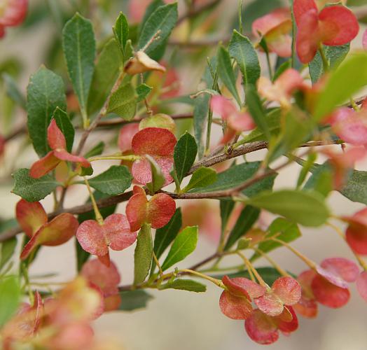 Wedge-leaf Hop-bush (Dodonaea viscosa ssp cuneata)