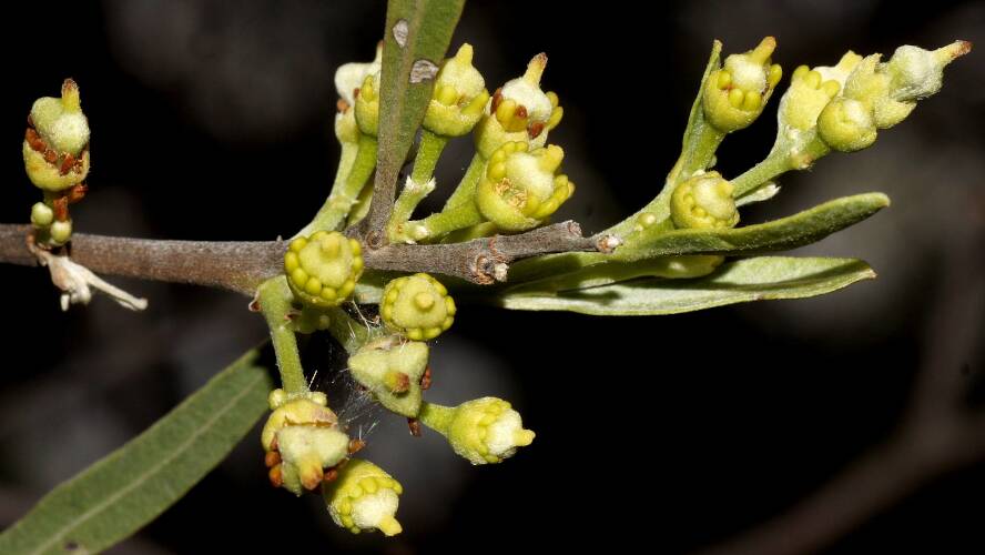 Bullock Bush (Alectryon oleifolius ssp canescens)